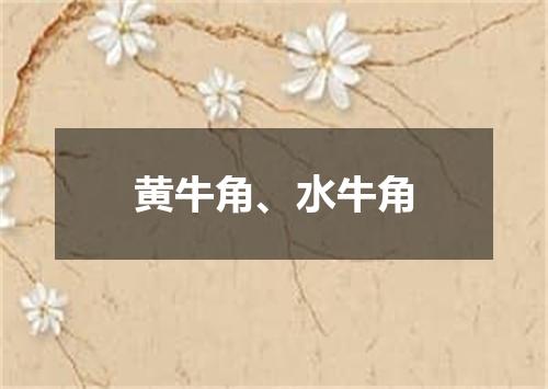 黄牛角、水牛角