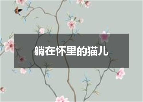 躺在怀里的猫儿