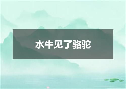水牛见了骆驼
