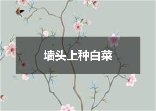 墙头上种白菜