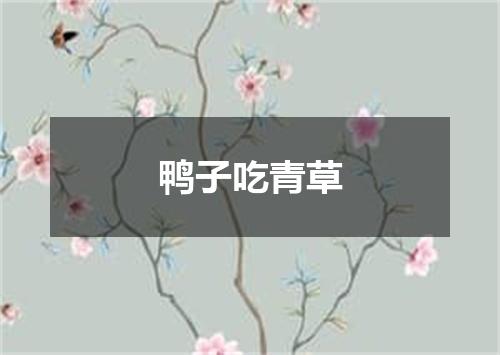 鸭子吃青草