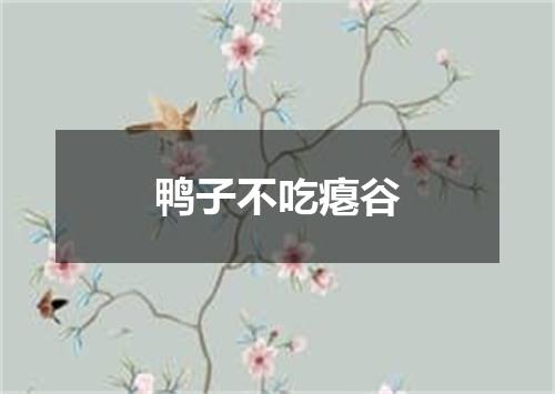 鸭子不吃瘪谷