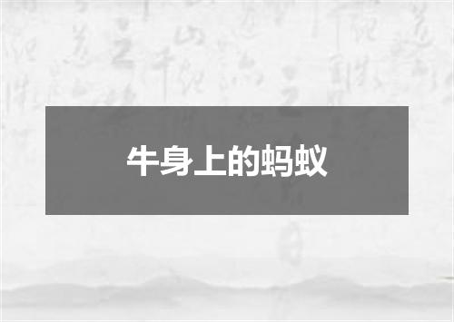牛身上的蚂蚁