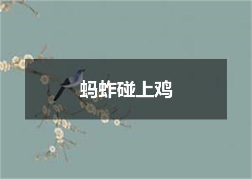 蚂蚱碰上鸡