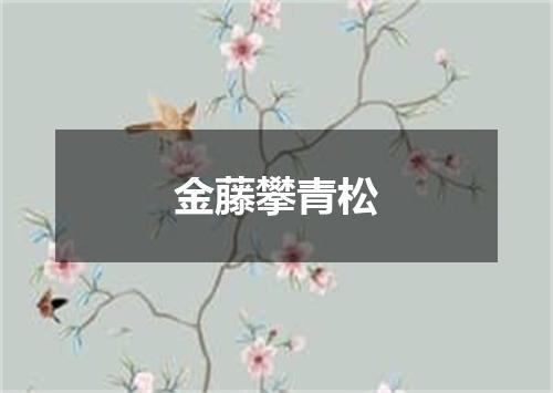 金藤攀青松