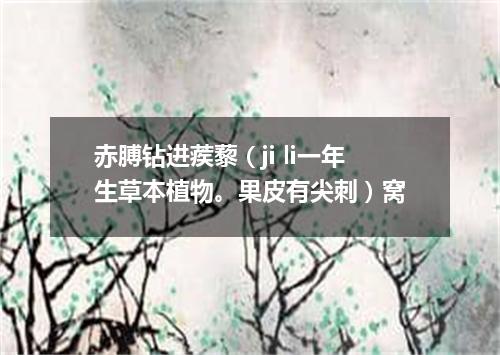赤膊钻进蒺藜（ji li一年生草本植物。果皮有尖刺）窝