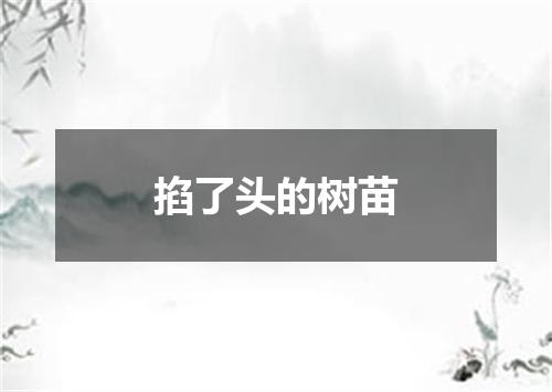 掐了头的树苗