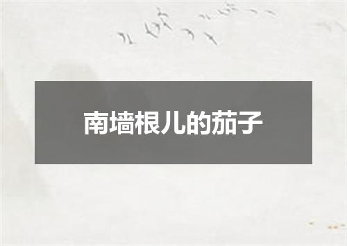 南墙根儿的茄子