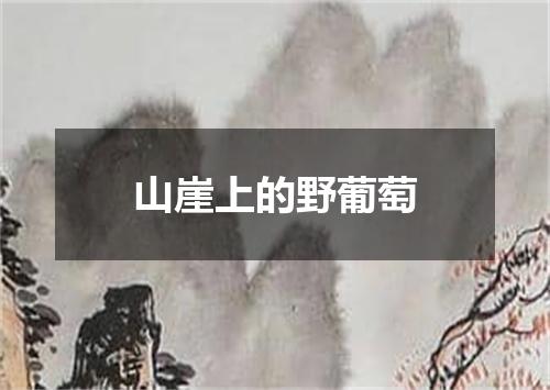 山崖上的野葡萄
