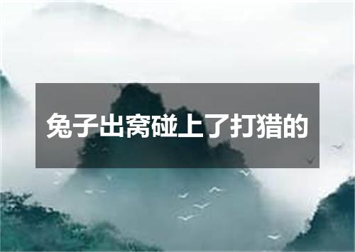 兔子出窝碰上了打猎的