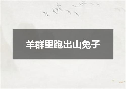羊群里跑出山兔子