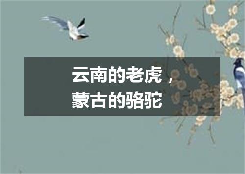 云南的老虎，蒙古的骆驼