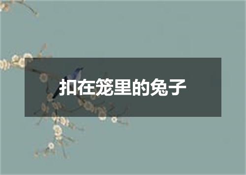 扣在笼里的兔子