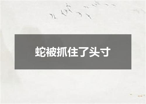 蛇被抓住了头寸