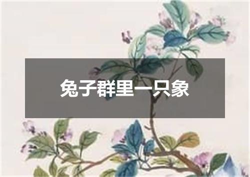 兔子群里一只象
