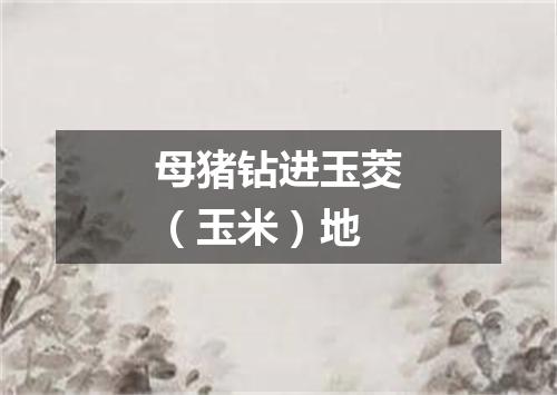 母猪钻进玉茭（玉米）地
