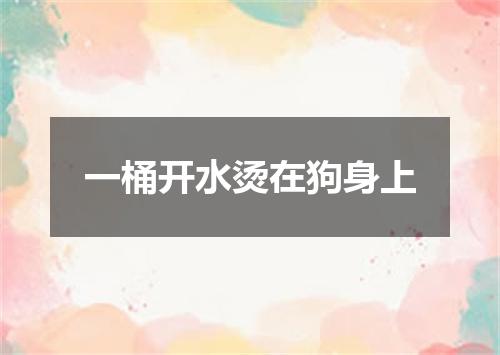 一桶开水烫在狗身上