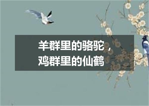 羊群里的骆驼，鸡群里的仙鹤
