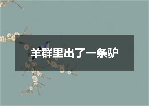 羊群里出了一条驴