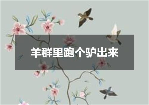 羊群里跑个驴出来