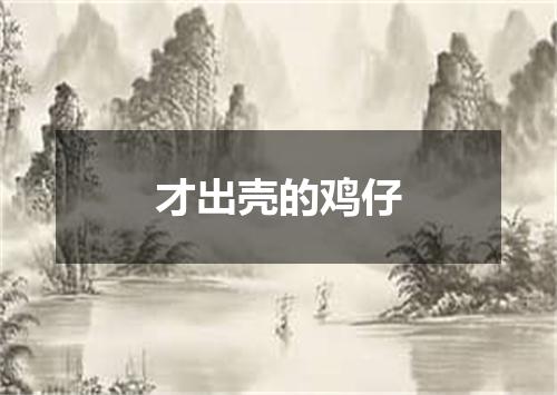 才出壳的鸡仔