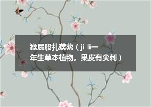 猴屁股扎蒺藜（ji li一年生草本植物。果皮有尖刺）