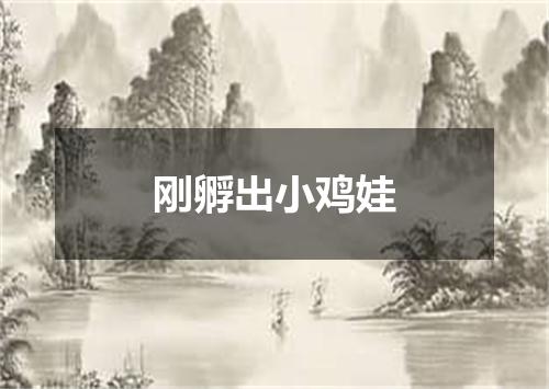 刚孵出小鸡娃