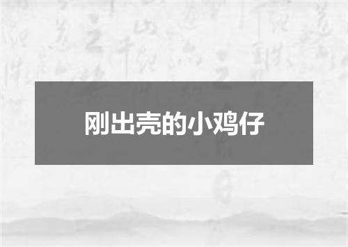刚出壳的小鸡仔