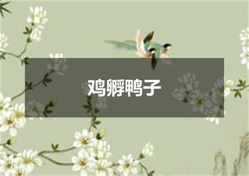 鸡孵鸭子