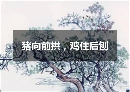 猪向前拱，鸡住后刨