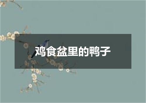 鸡食盆里的鸭子