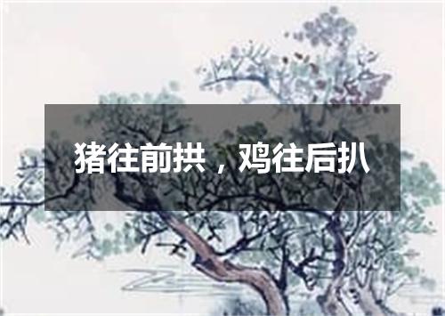 猪往前拱，鸡往后扒