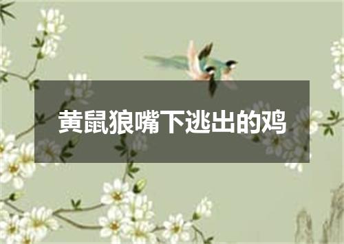 黄鼠狼嘴下逃出的鸡