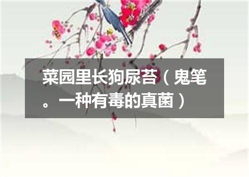 菜园里长狗尿苔（鬼笔。一种有毒的真菌）