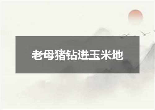 老母猪钻进玉米地