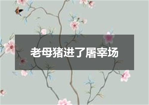 老母猪进了屠宰场