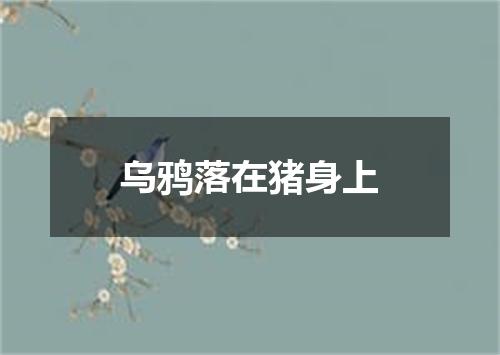 乌鸦落在猪身上