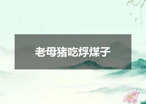 老母猪吃烰煤子