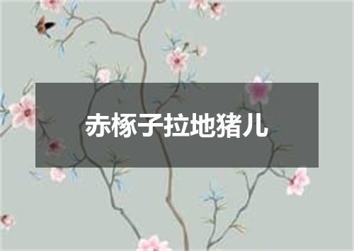 赤椓子拉地猪儿