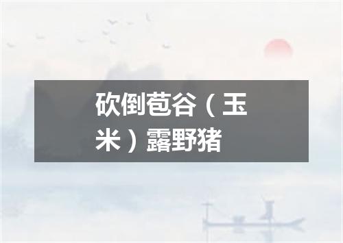 砍倒苞谷（玉米）露野猪