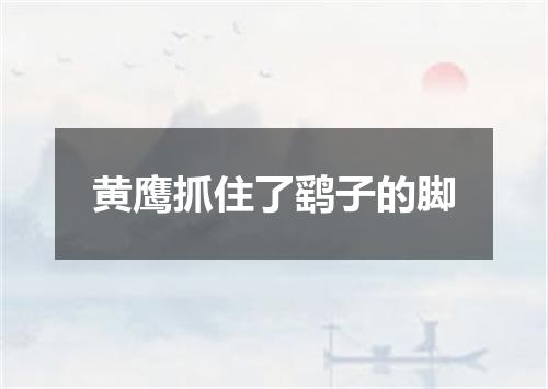 黄鹰抓住了鹞子的脚