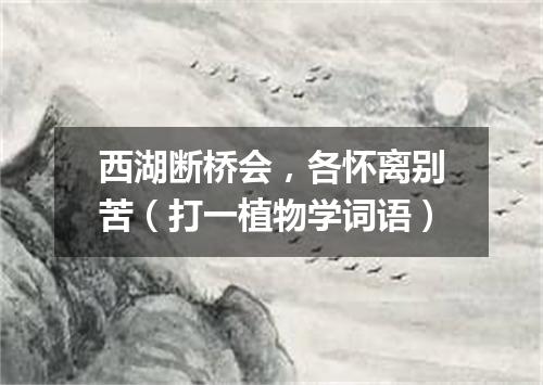 西湖断桥会，各怀离别苦（打一植物学词语）