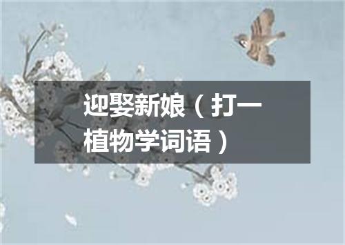 迎娶新娘（打一植物学词语）