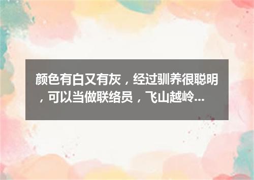 颜色有白又有灰，经过驯养很聪明，可以当做联络员，飞山越岭把信送。（打一动物）