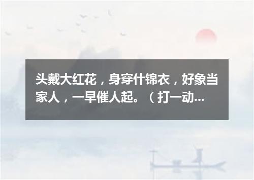 头戴大红花，身穿什锦衣，好象当家人，一早催人起。（打一动物）