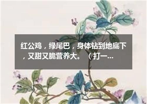 红公鸡，绿尾巴，身体钻到地底下，又甜又脆营养大。 （打一蔬菜）