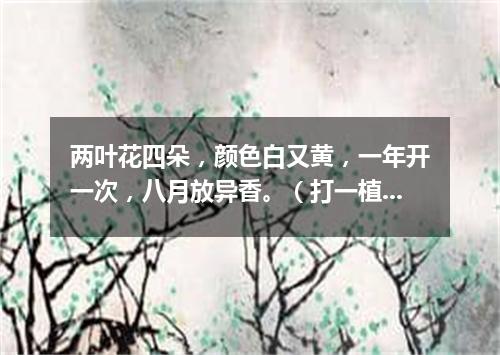 两叶花四朵，颜色白又黄，一年开一次，八月放异香。（打一植物）