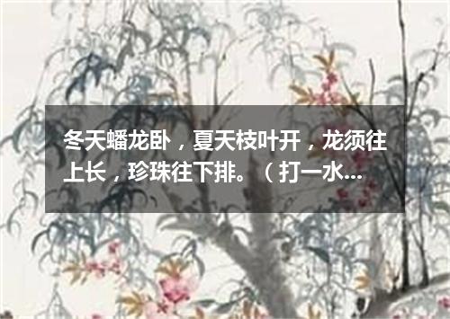 冬天蟠龙卧，夏天枝叶开，龙须往上长，珍珠往下排。（打一水果）