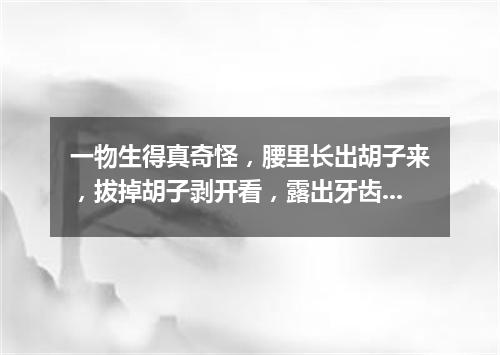 一物生得真奇怪，腰里长出胡子来，拔掉胡子剥开看，露出牙齿一排排。（打一植物）
