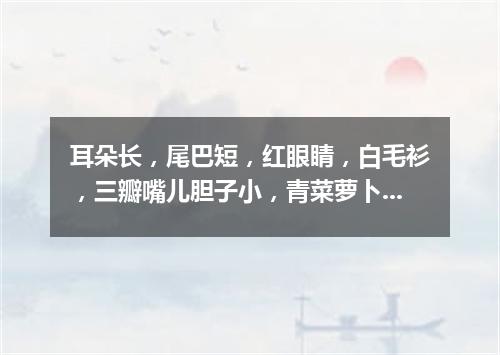 耳朵长，尾巴短，红眼睛，白毛衫，三瓣嘴儿胆子小，青菜萝卜吃个饱。（打一动物）